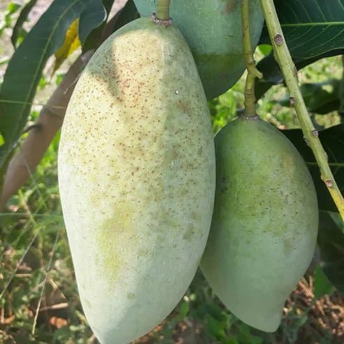 Mango 'Taiwan Gold' - Ladybird Nursery