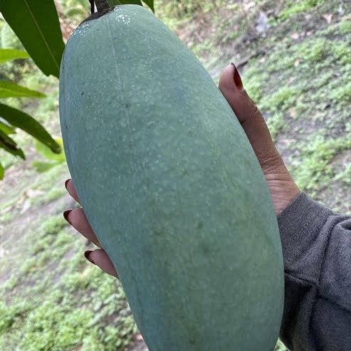 Mango 'Taiwan Gold' - Ladybird Nursery