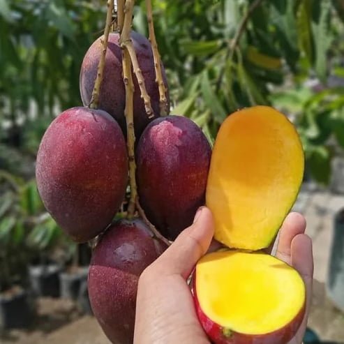 Mango Irwin Dwarf - Ladybird Nursery