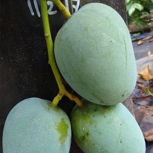 Mango Kalapadi - Ladybird Nursery