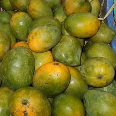 Mango Kalapadi