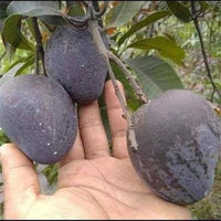 Mango 'Kasturi'