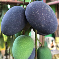 Mango 'Kasturi'