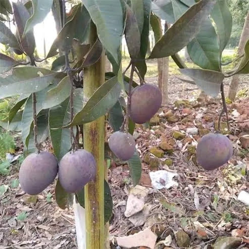 Mango 'Kasturi'