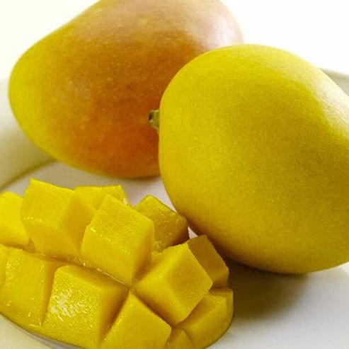 Mango 'Kensington Pride' - Ladybird Nursery