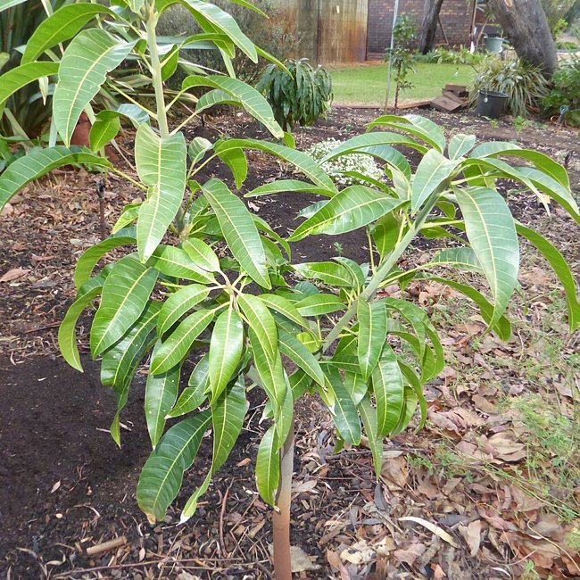 Mango 'Kensington Pride' 250mm (PICKUP ONLY) - Ladybird Nursery