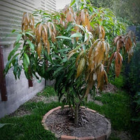 Mango Kensington Red Semi Dwarf