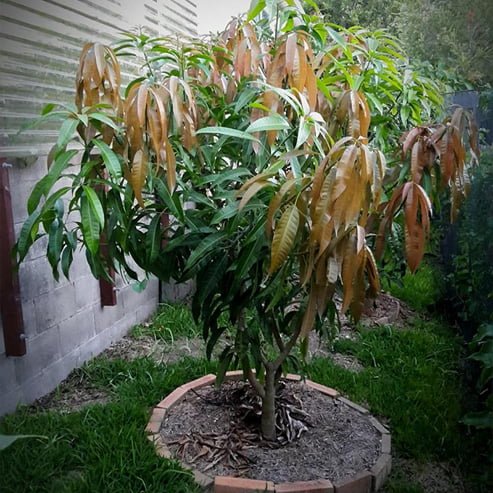 Mango Kensington Red Semi Dwarf - Ladybird Nursery