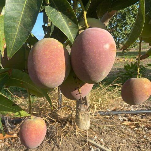 Mango Kensington Red Semi Dwarf - Ladybird Nursery