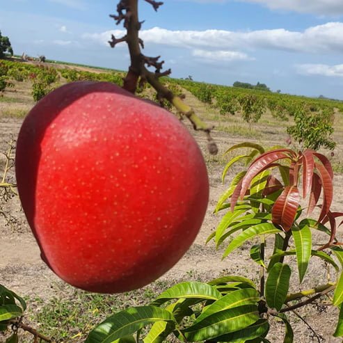 Mango Kensington Red Semi Dwarf - Ladybird Nursery