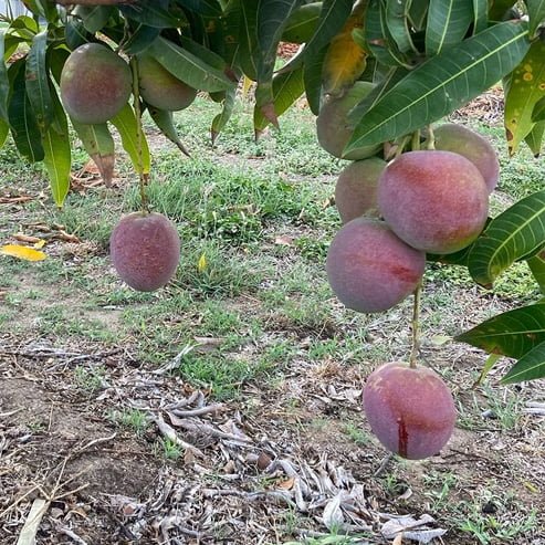 Mango Kensington Red Semi Dwarf - Ladybird Nursery