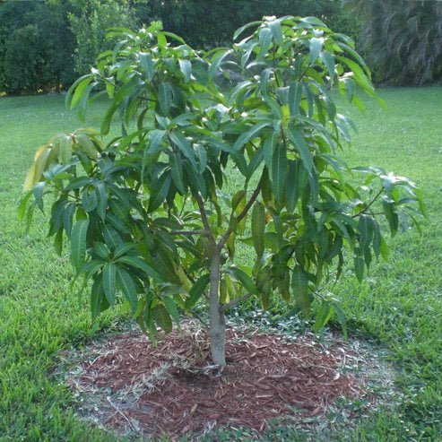 Mango Khiew Sawoey - Ladybird Nursery