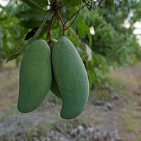Mango Khiew Sawoey