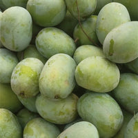 Mango Langra - Ladybird Nursery