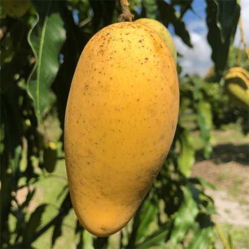 Mango Lemon Meringue PPK - Ladybird Nursery