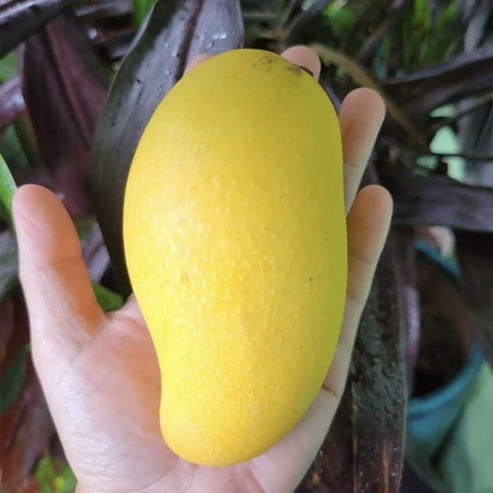 Mango Lemon Meringue PPK