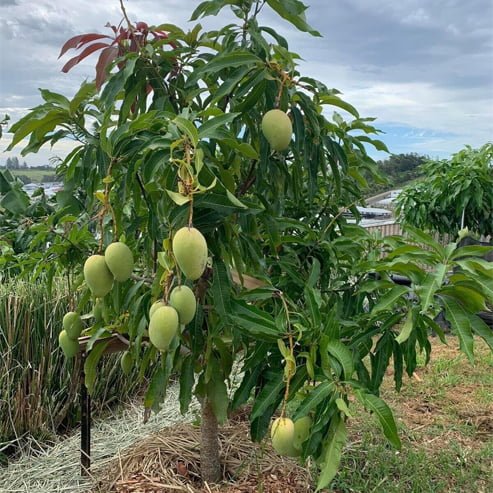 Mango 'Lemon Zest' - Ladybird Nursery