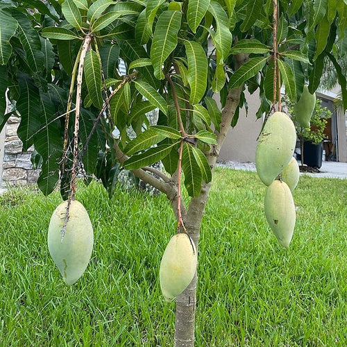 Mango Mallika - Ladybird Nursery