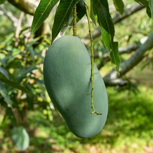 Mango Mallika - Ladybird Nursery