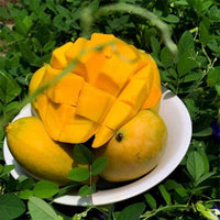 Mango Mallika - Ladybird Nursery