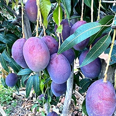 Dwarf Mango 'Palmer' - Ladybird Nursery