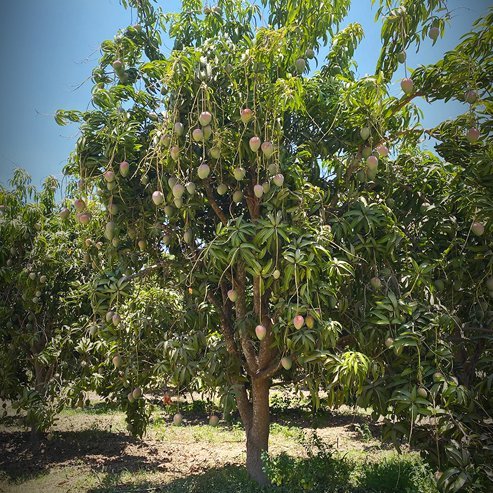 Mango 'Parvin' - Ladybird Nursery