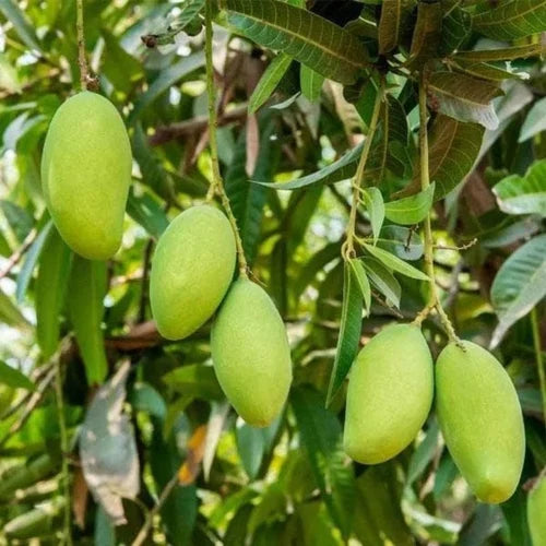Mango 'Cheruku'