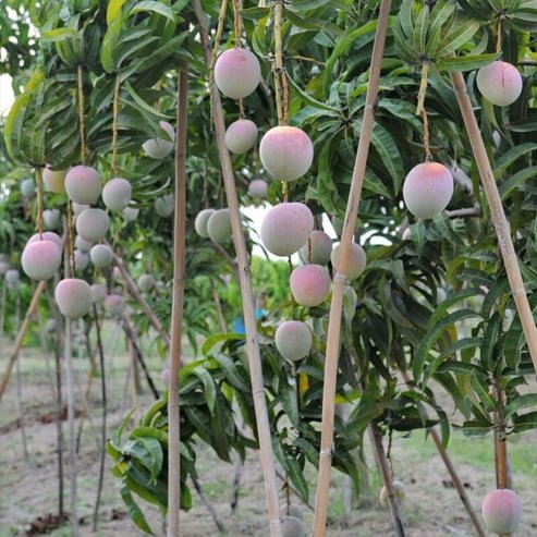 Mango R2E2 - Ladybird Nursery