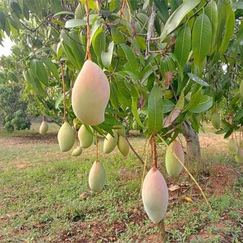 Mango Sabre - Ladybird Nursery