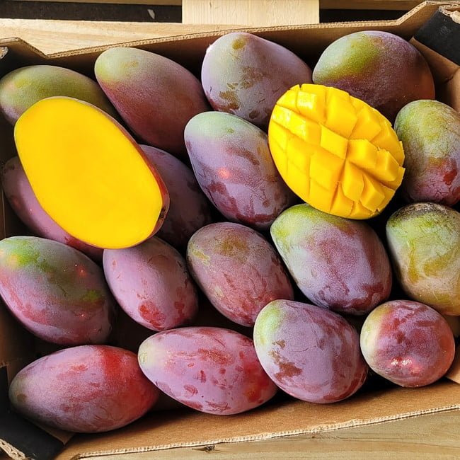 Mango Sabre - Ladybird Nursery