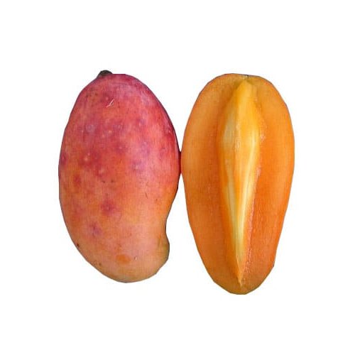 Mango Sabre - Ladybird Nursery