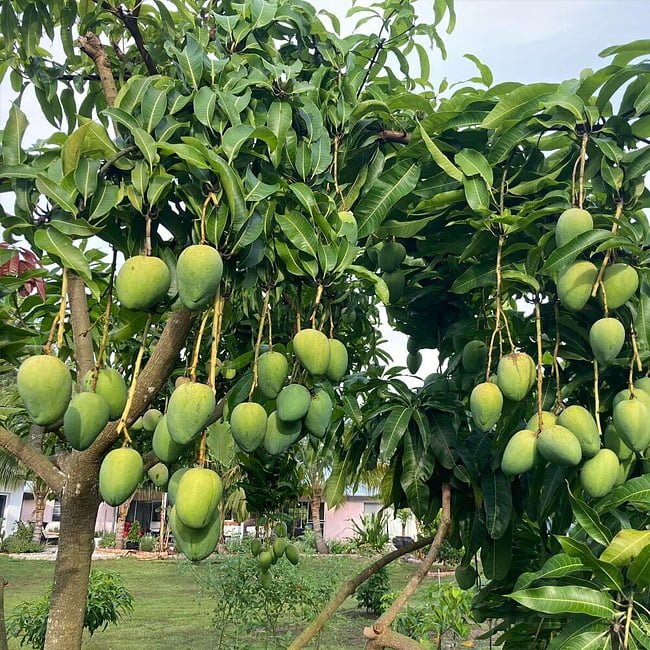 Mango Sweet Tart - Ladybird Nursery