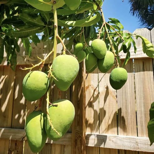 Mango Sweet Tart - Ladybird Nursery