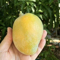 Mango Sweet Tart - Ladybird Nursery