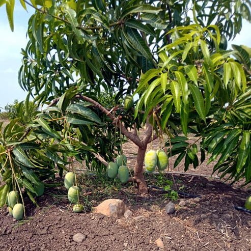 Giant Titan Mango - Ladybird Nursery