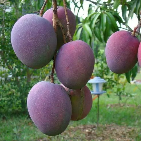 Mango Zill