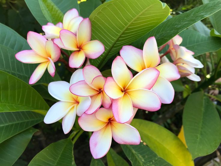 Frangipani Mango Delight (Plumeria) - Ladybird Nursery