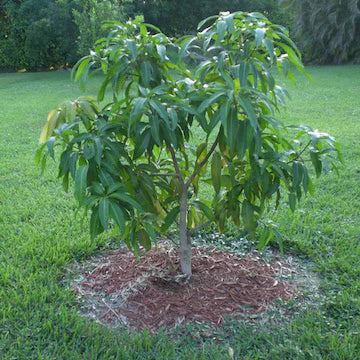 Young Dwarf Mango Manjeera (Thailand) Grafted tree planted outdoors with green foliage in garden setting for home delivery