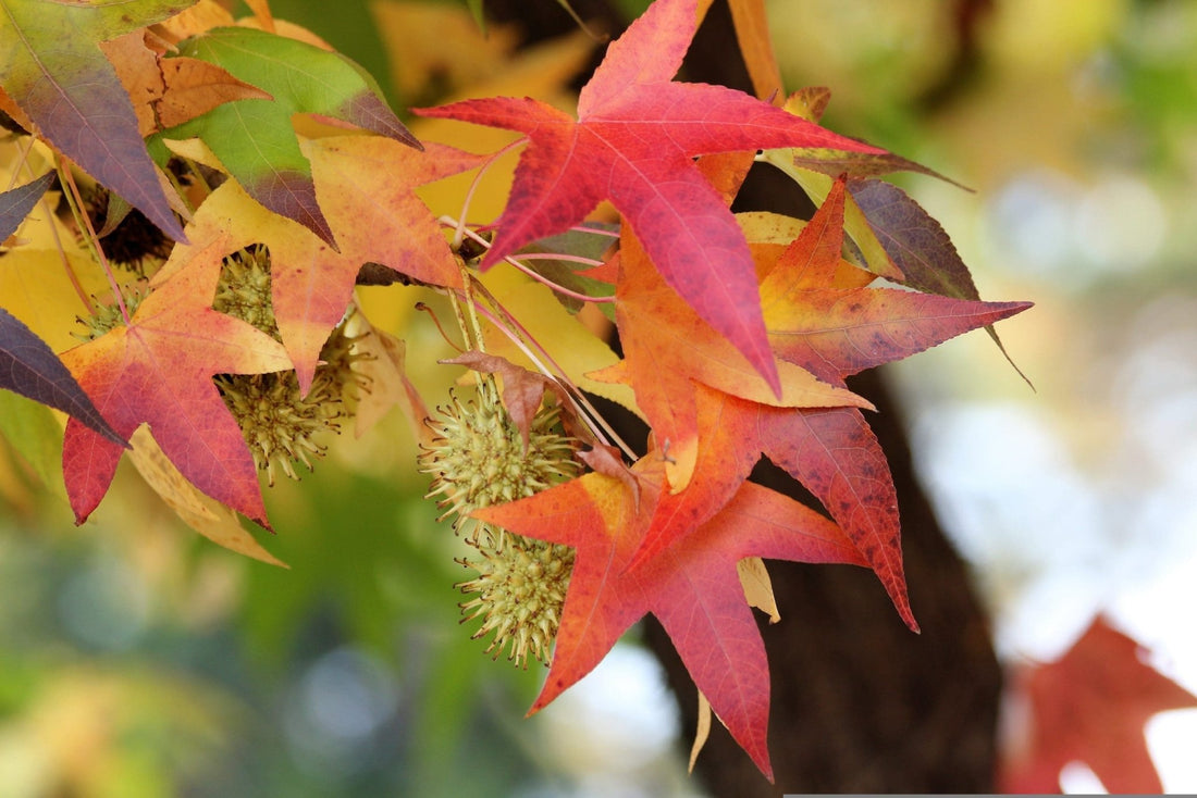 Box Elder Sensation Maple (Acer negundo) - Ladybird Nursery