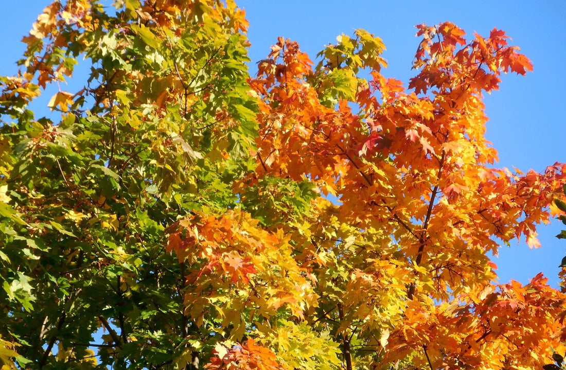 Box Elder Sensation Maple (Acer negundo) - Ladybird Nursery