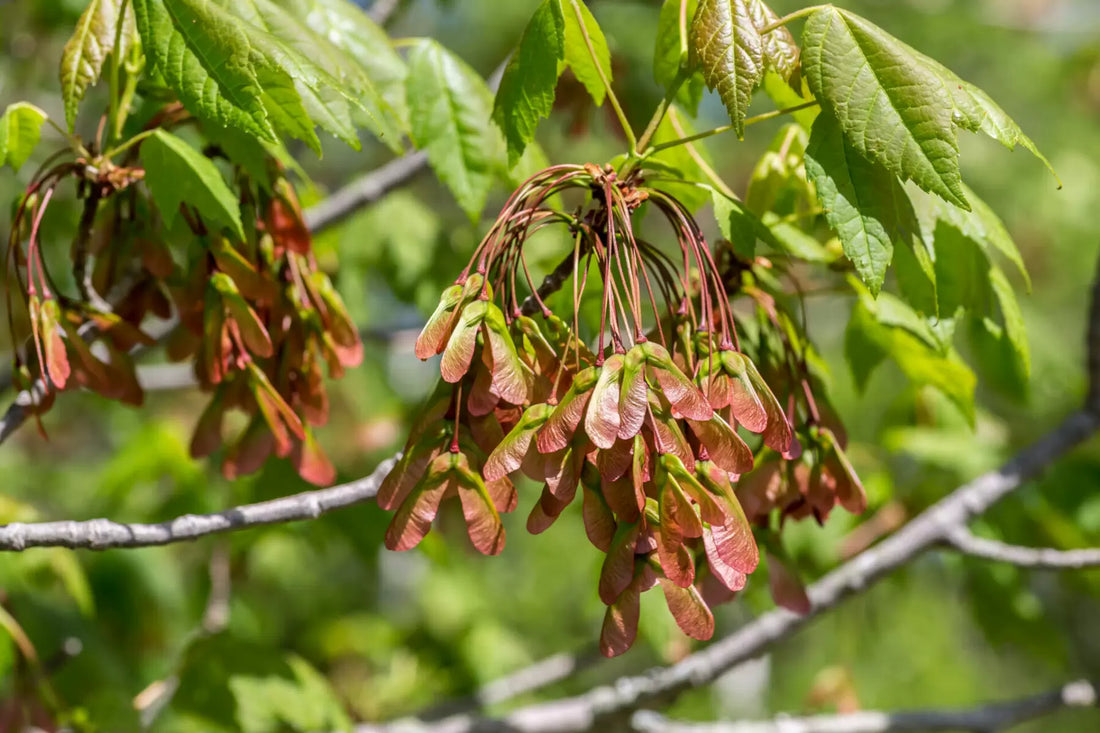 Red Maple (Acer rubrum) - Ladybird Nursery