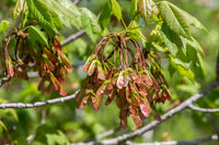 Red Maple (Acer rubrum) - Ladybird Nursery