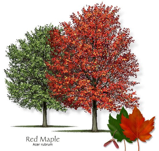 Red Maple (Acer rubrum)