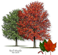 Red Maple (Acer rubrum)