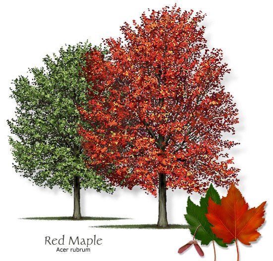 Red Maple (Acer rubrum) - Ladybird Nursery
