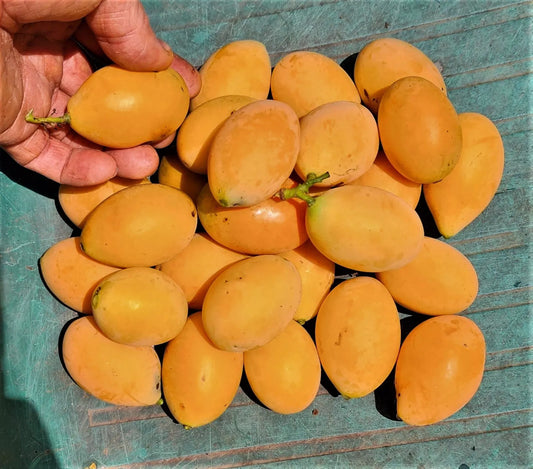 Maprang Plum Mango