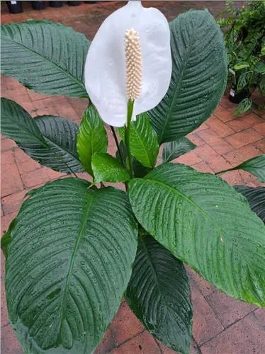 Peace Lily Maracay (Spathiphyllum) - Ladybird Nursery