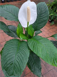 Peace Lily Maracay (Spathiphyllum)