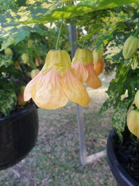 Chinese Lantern Marble Bell (Abutilon Marble)