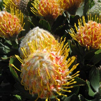 Leucospermum Mardi Gras Ribbons